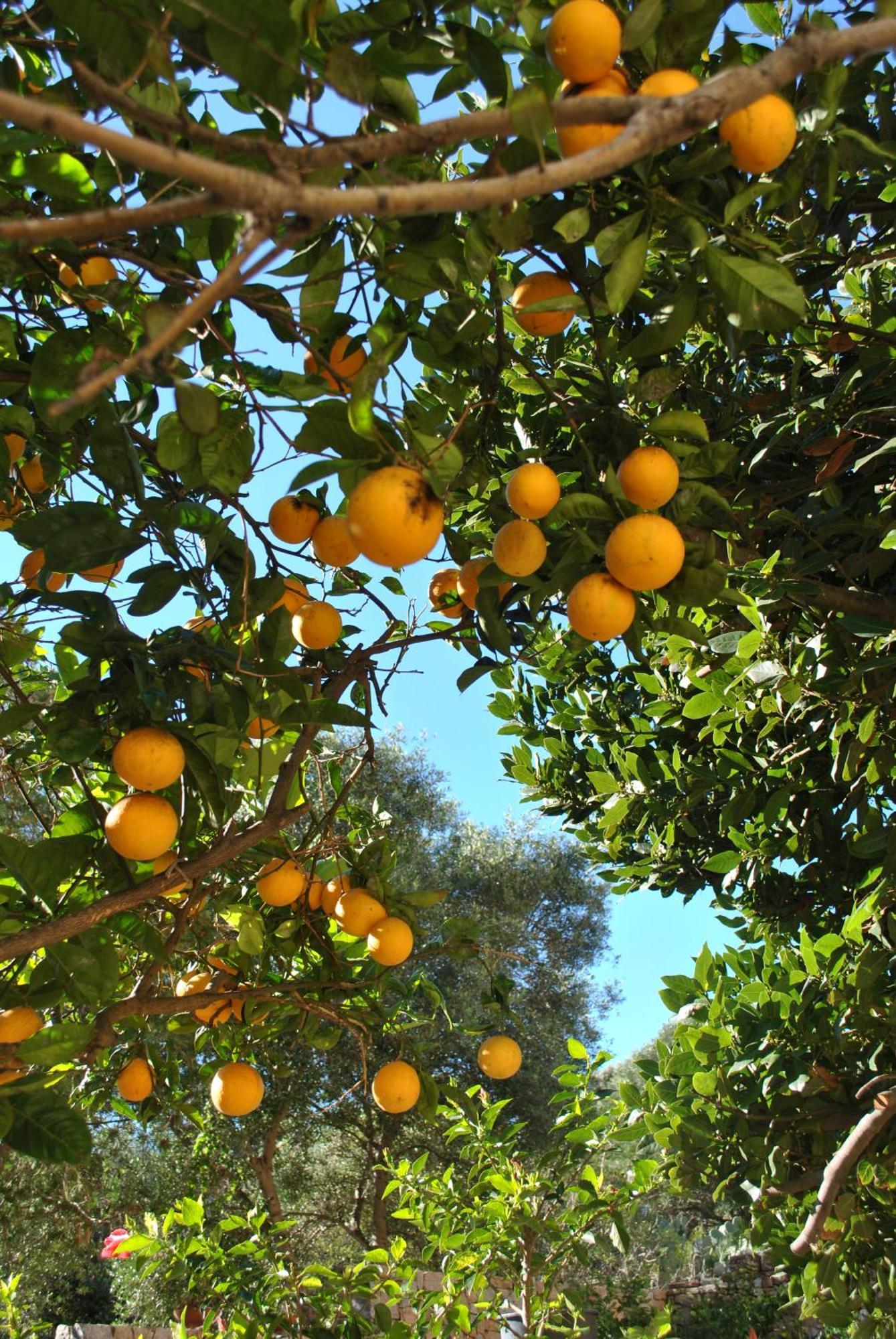 Il Giardino Di Tatiana & Breakfast La Maddalena (Sassari)